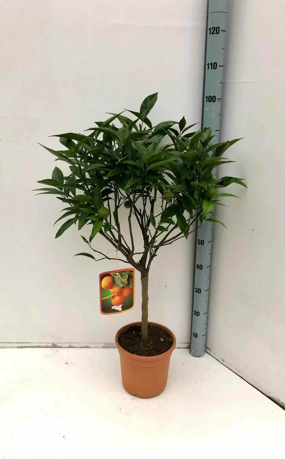 Citrus clementina var. Clemenules (très gouteux et sucré) pot de 9 litres -140/160 cm